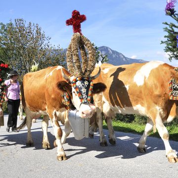 Church Festival & Cattle Drive 2026 | 3 Nights with Breakfast - 1st Date