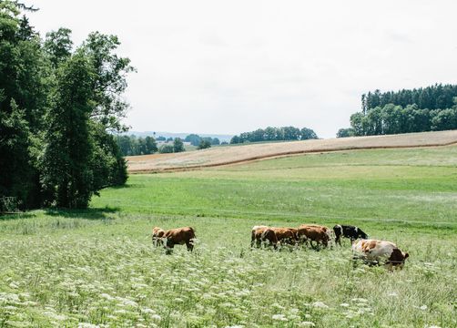 BIO HOTEL AmVieh-Theater: Landwirtschaft - AmVieh-Theater, Schwindegg, Münchner Raum, Bayern, Deutschland
