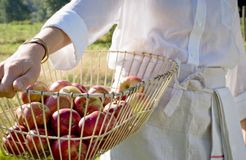 Biohotel Pausnhof: Ernte aus dem Obstgarten - Biohotel Pausnhof, St. Oswald, Bayerischer Wald, Bayern, Deutschland