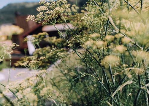 Biohotel Chesa Valisa: Inmitten der Natur - Das Naturhotel Chesa Valisa****s, Hirschegg/Kleinwalsertal, Vorarlberg, Österreich