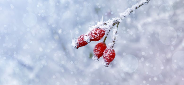 Wellness- & Aktivhotel Bodenmaiser Hof: SchneeSchnuppern