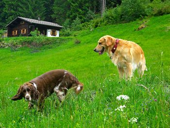 Hütta Monika - Vorarlberg - Österreich