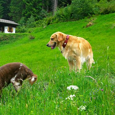 Sommer, Hütta Monika, Sankt Gallenkirch, Vorarlberg, Vorarlberg, Österreich