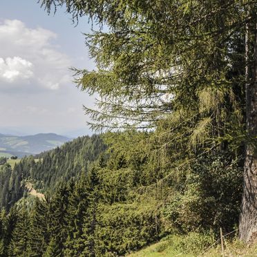 Sommer, Staller Brendl, Obdach, Steiermark, Steiermark, Österreich