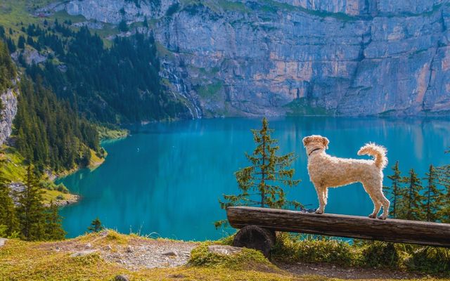 Active days with your dog 6/9