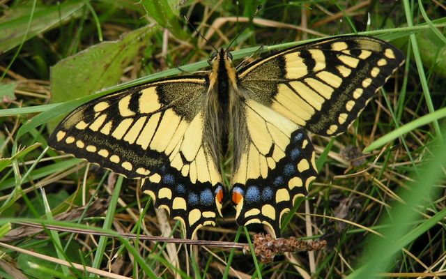 Nature watch - when the lady slippers (Orchid) bloom 3/13