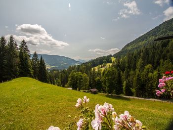 Hütte Höhenegg - Salzburg - Österreich