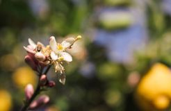 Bio-Agriturismo "La Casa di Melo", Siracusa, Sicilia, Italia (20/28)