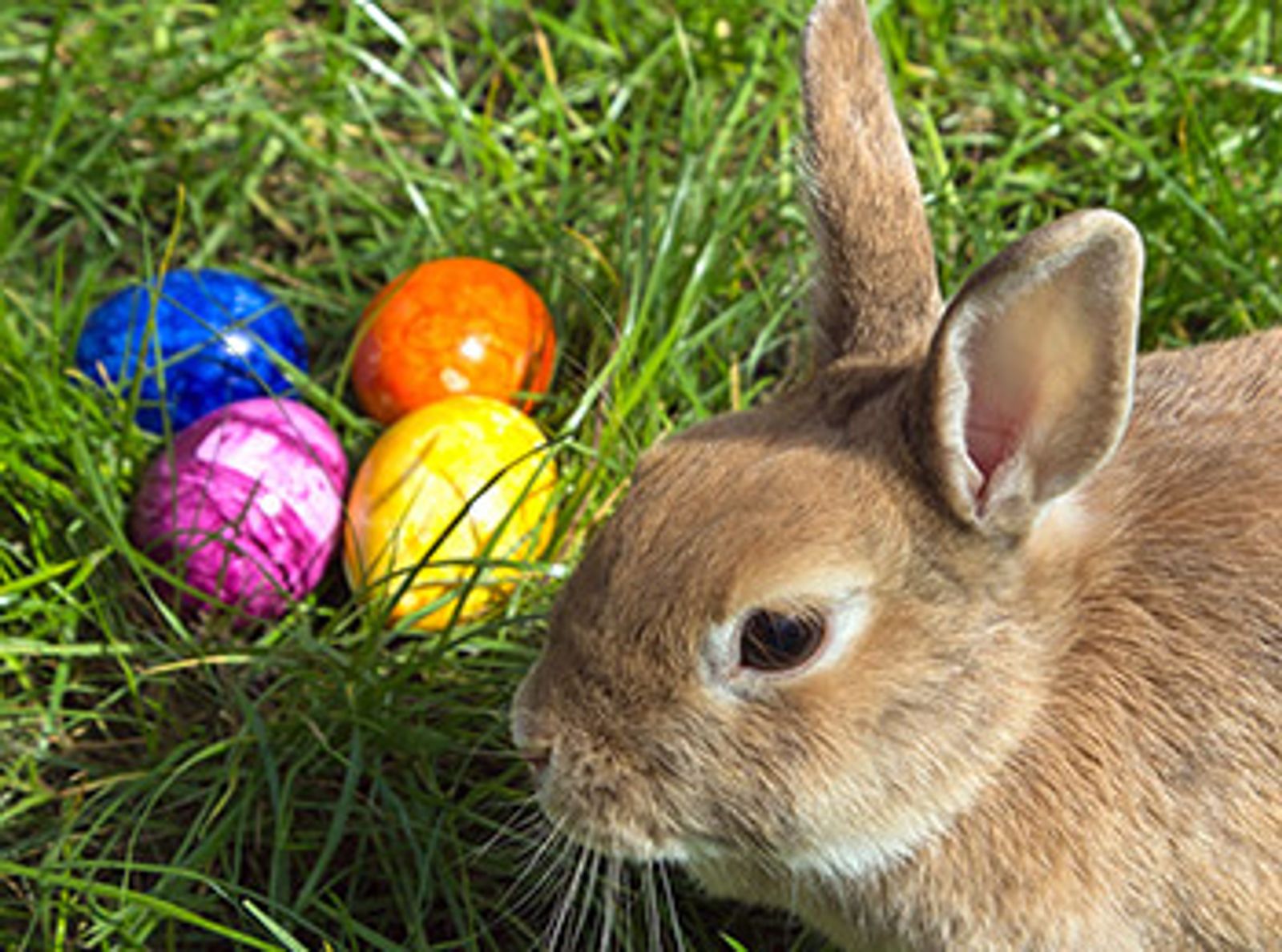 Ostern im Fichtelgebirge. Osterhasenspezial während der Osterferien im Familotel FamilienKlub Krug | Familotel Fichtelgebirge