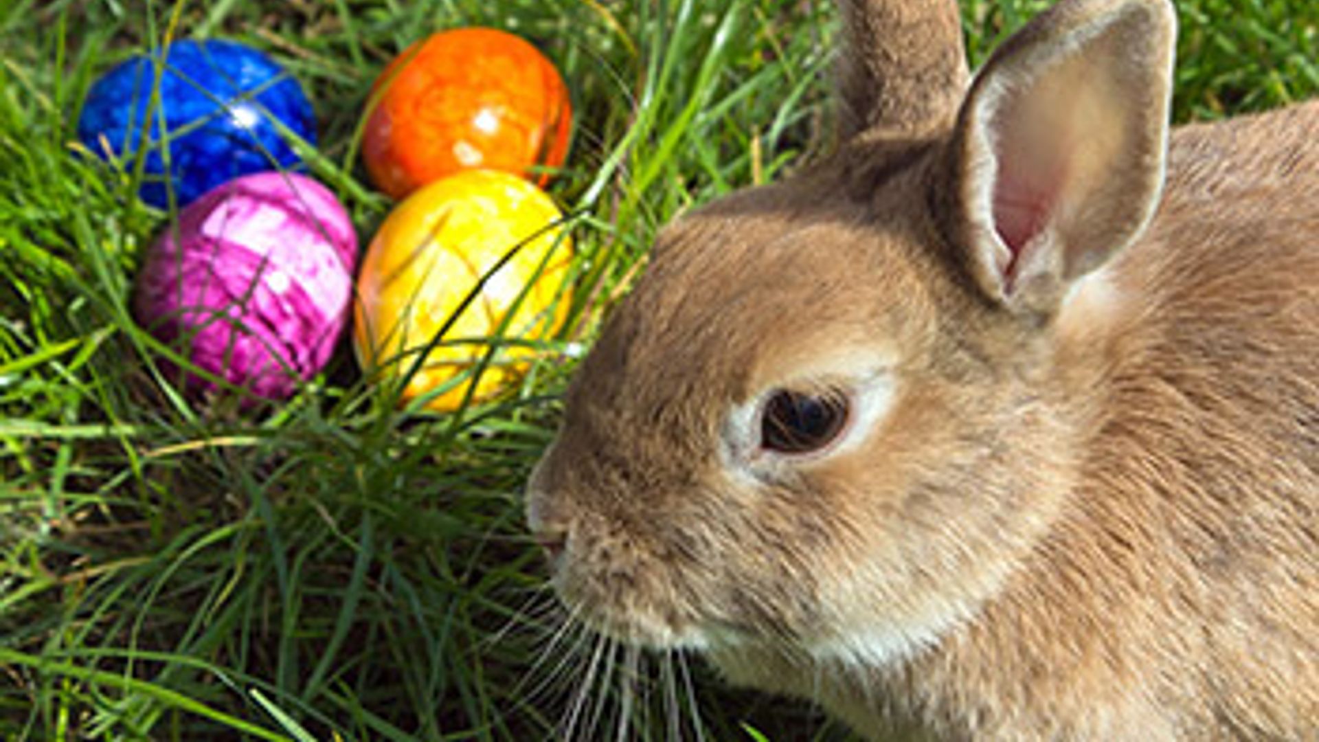 Ostern im Fichtelgebirge. Osterhasenspezial während der Osterferien im Familotel FamilienKlub Krug | Familotel Fichtelgebirge