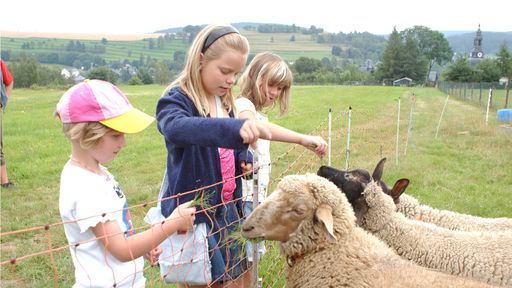 In den Streichelgehegen finden die Kinder den direkten Kontakt zu den Tieren.