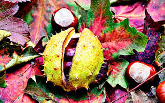 Der Herbst kommt... image 3 - Familotel Sauerland Monikas Ferienhof