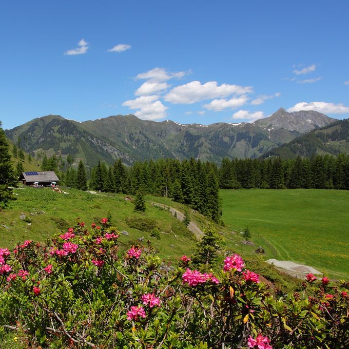 Angebot: HITZEFREI in den Bergen - Familienhotel Oberkarteis