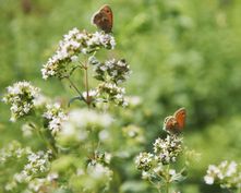 Biohotel LindenGut: Inmitten der Natur - LindenGut, Dipperz, OT Kohlgrund, Hessen, Deutschland