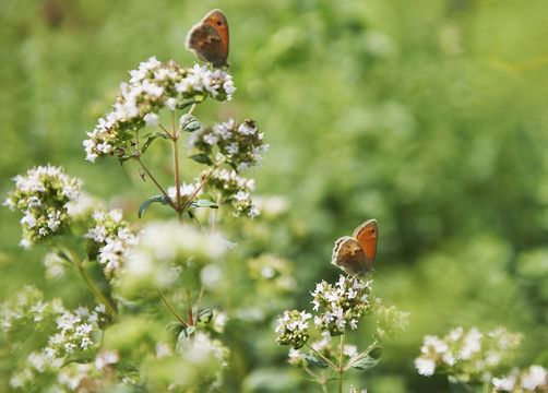 Biohotel LindenGut: Inmitten der Natur - LindenGut, Dipperz, OT Kohlgrund, Hessen, Deutschland