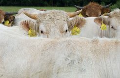 Biohotel LindenGut: Demeter Landwirtschaft - LindenGut, Dipperz, OT Kohlgrund, Hessen, Deutschland