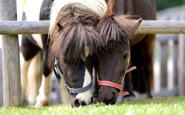 Lukas & Lissy - unsere Ponys