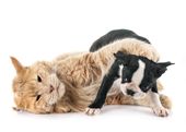 Hunde und andere Haustiere