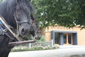 Kutschfahrt durch den Gutswald