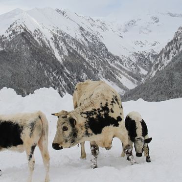 cow, Schauinstal Appartement, Luttach, Südtirol, Trentino-Alto Adige, Italy