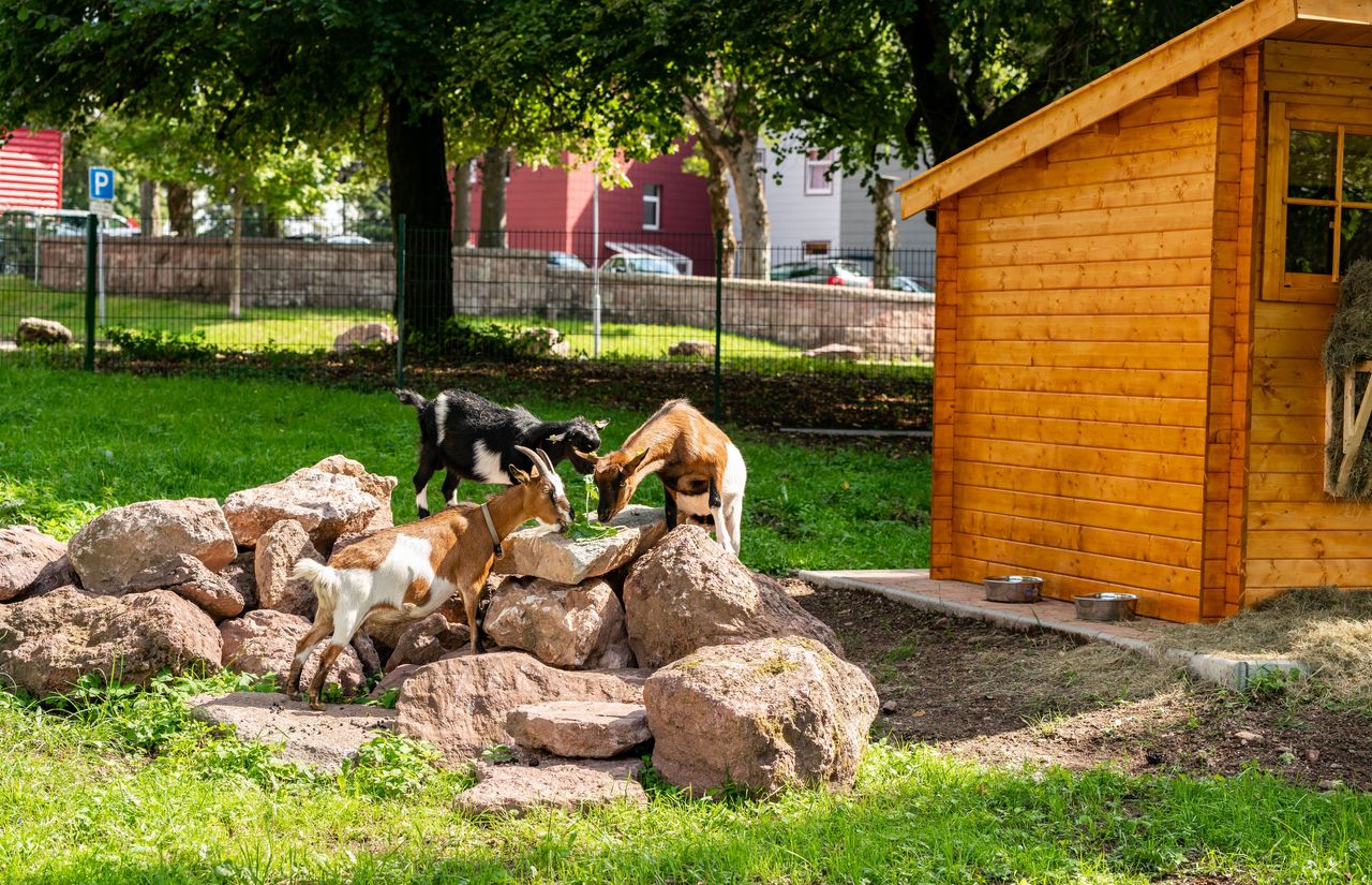 Streichelzoo des Kinderhotels