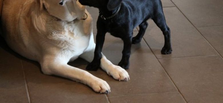 Hotel Pfösl: Special Hiking weeks with your dog