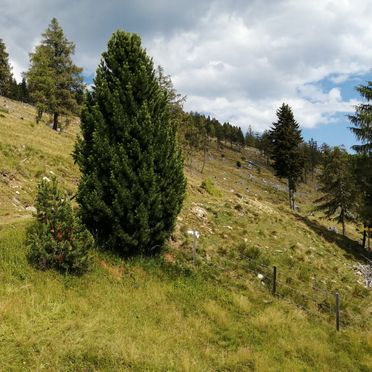 Summer, Amberger Hütte, Paternion-Fresach, Nockregion, Carinthia , Austria