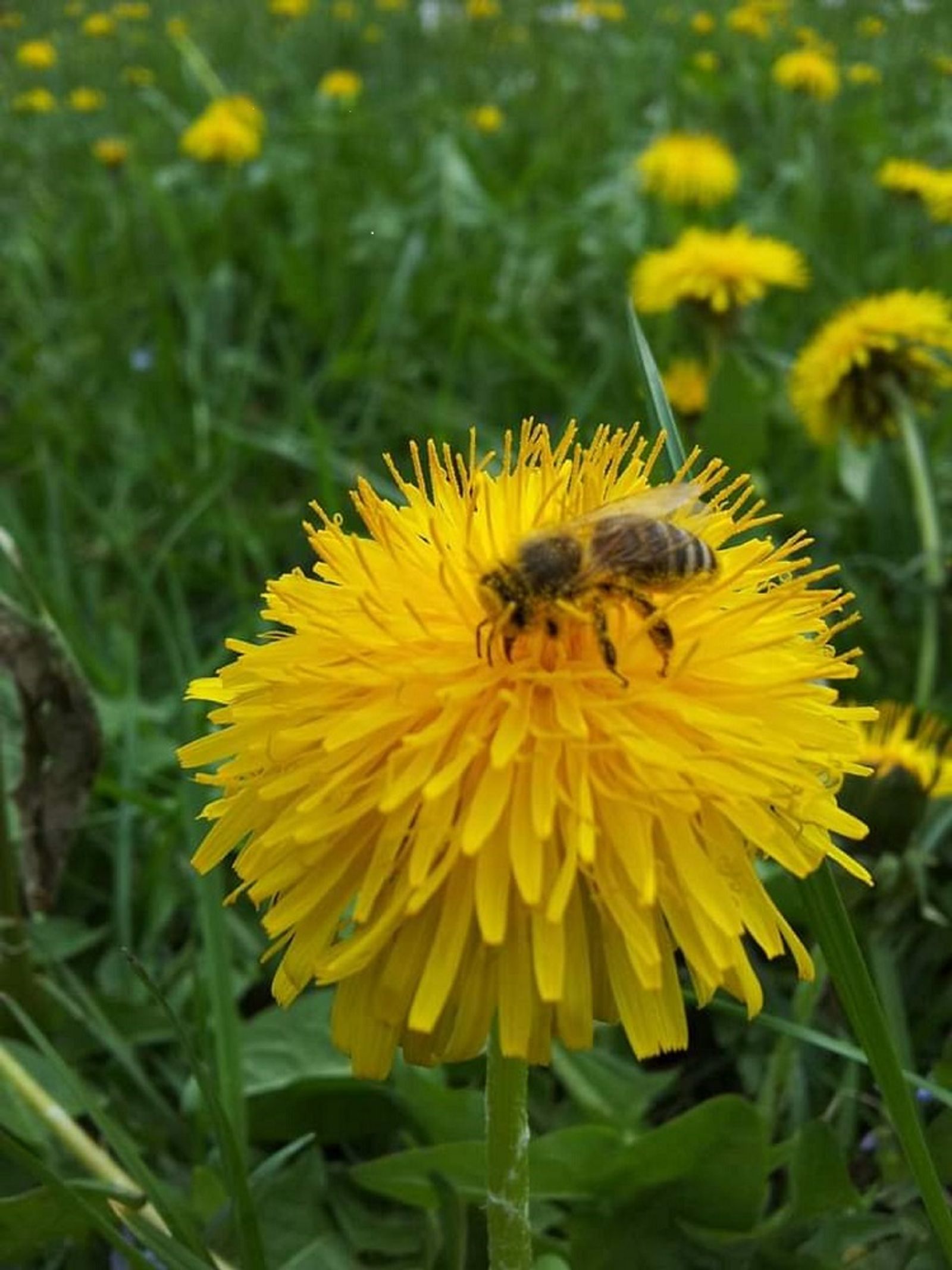 Tonis Tierkarussell  (Hotel-Appartement) image 6 - MONDI Resort Oberstaufen